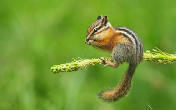 A chipmunk sitting on a branch and eating food in a natural green environment