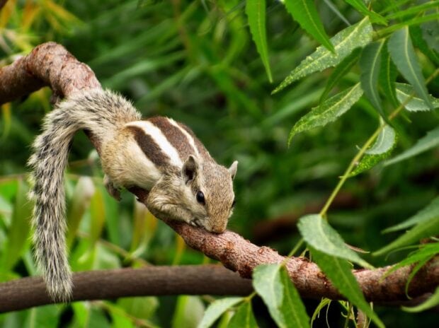 A chipmunk climbing on a tree branch in a green forest environment