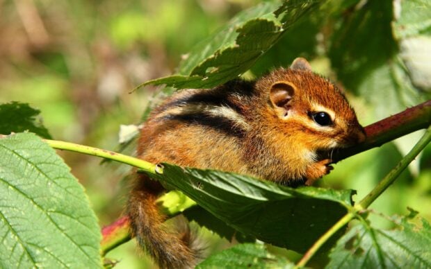 A chipmunk quietly resting on green leaves in natural sunlight