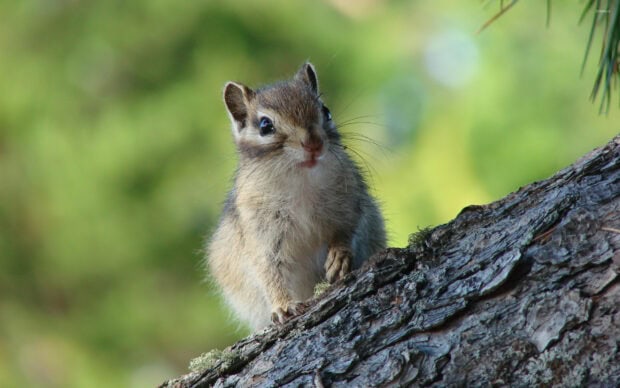 Cute chipmunk sitting on tree bark in the forest looking alert and curious