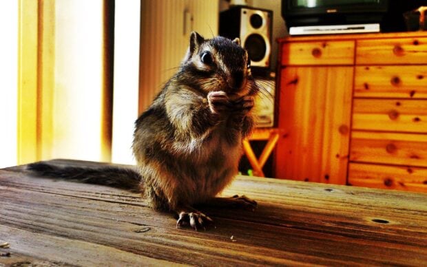A chipmunk eating food while sitting on a wooden table in an indoor setting