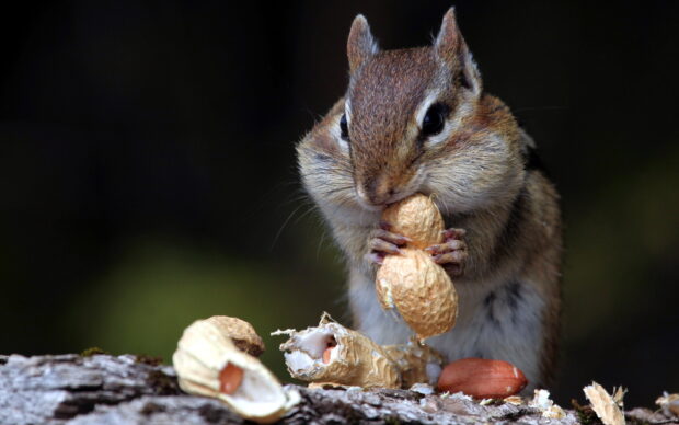 A chipmunk holding a peanut while eating with its cheeks full of food on a wooden surface
