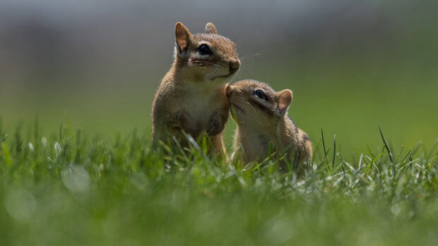 Two chipmunks interacting closely in green grass field with natural light