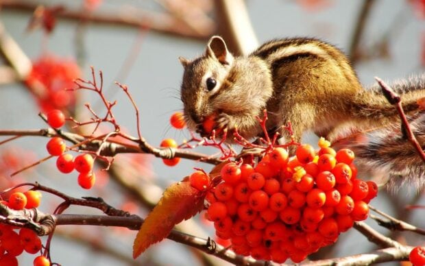 A chipmunk eating red berries on a tree branch in nature