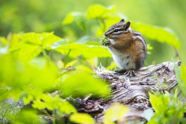 A chipmunk sitting on a log surrounded by green foliage in a natural setting