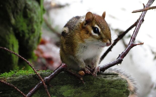 A chipmunk sitting on a mossy log holding a nut with branches around it
