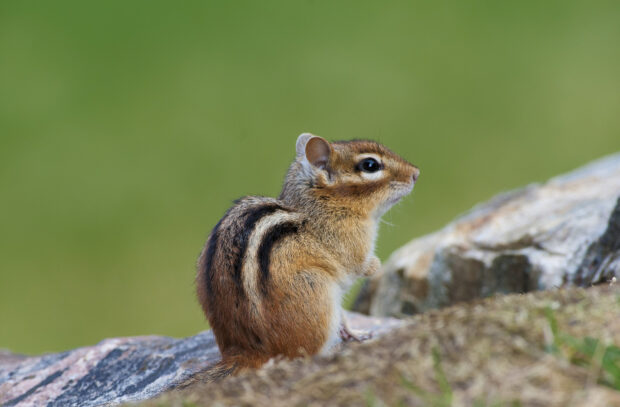 A chipmunk sitting on a rock outdoors with a blurred green background
