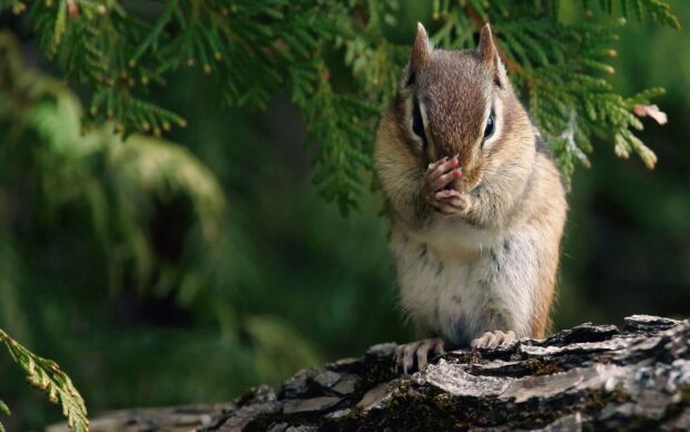 A chipmunk sitting on a tree trunk cleaning its face in a natural forest setting