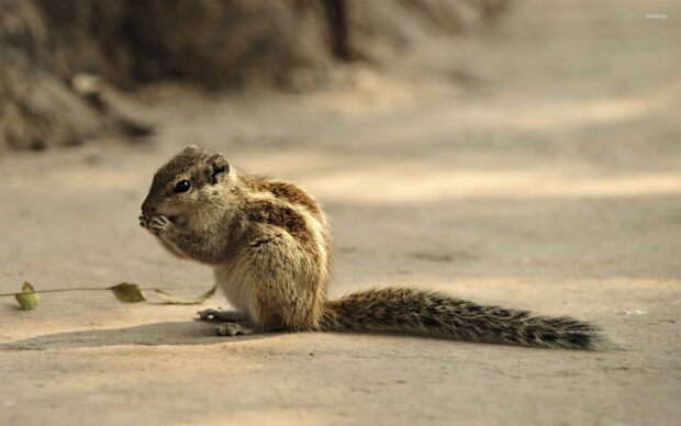 A chipmunk sitting on the ground eating food in natural outdoor setting