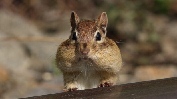 A chipmunk with full cheeks sitting on a wooden surface in natural surroundings