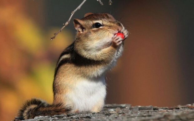 Chipmunk holding a red berry in its paws outdoors