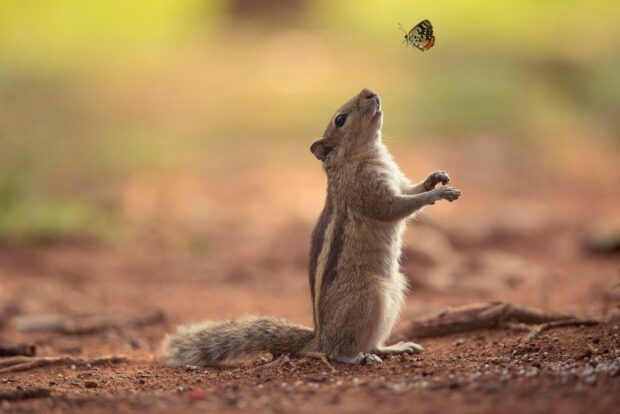 Chipmunk standing on the ground watching a butterfly flying nearby in natural light