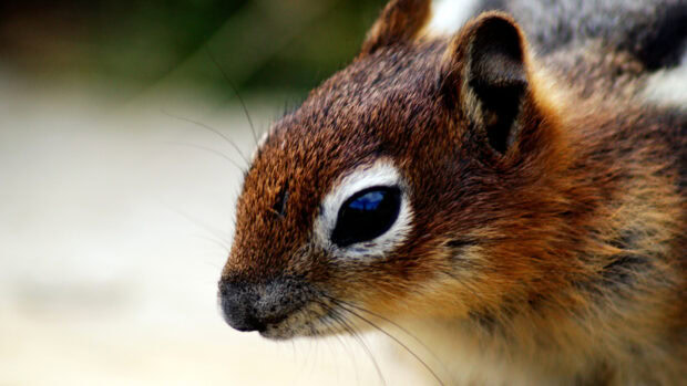 Close up of a chipmunk showing detailed fur and bright eyes