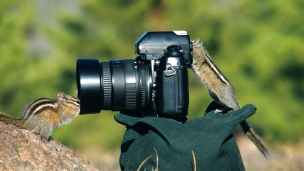 Two chipmunk animals exploring a camera lens in a natural outdoor setting