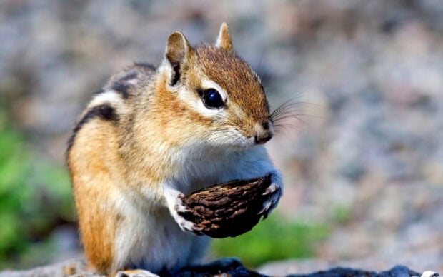 A chipmunk holding a nut in its paws outdoors in HD quality
