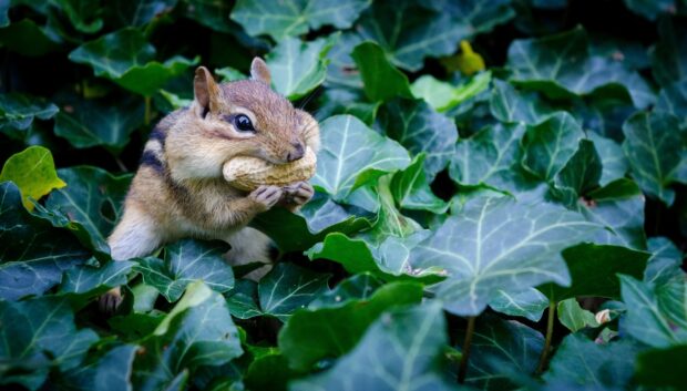 A chipmunk holding a peanut while sitting among green leaves