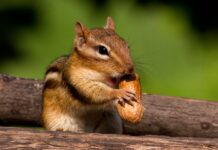 A chipmunk holding a peanut while sitting on wooden logs in a natural setting