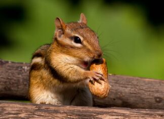 A chipmunk holding a peanut while sitting on wooden logs in a natural setting