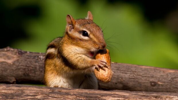 A chipmunk holding a peanut while sitting on wooden logs in a natural setting