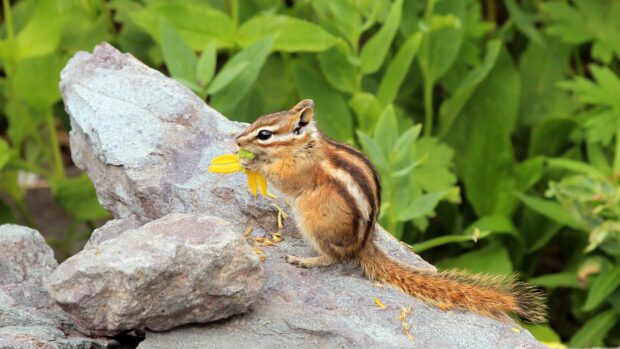 A chipmunk holding a yellow flower while sitting on a rock in a natural setting