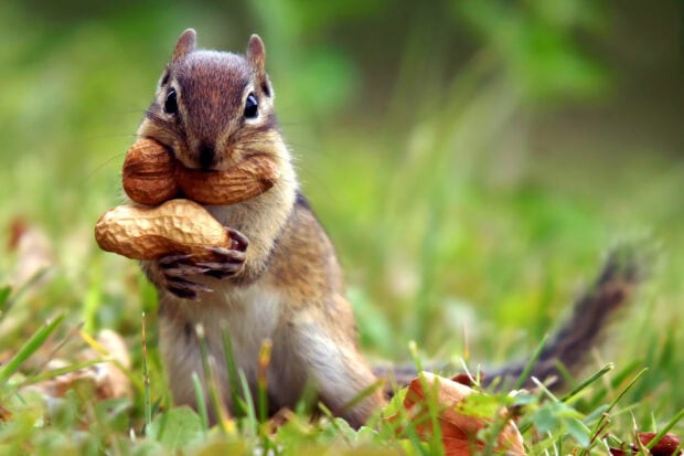 A chipmunk holding multiple peanuts in its paws while sitting on the grass