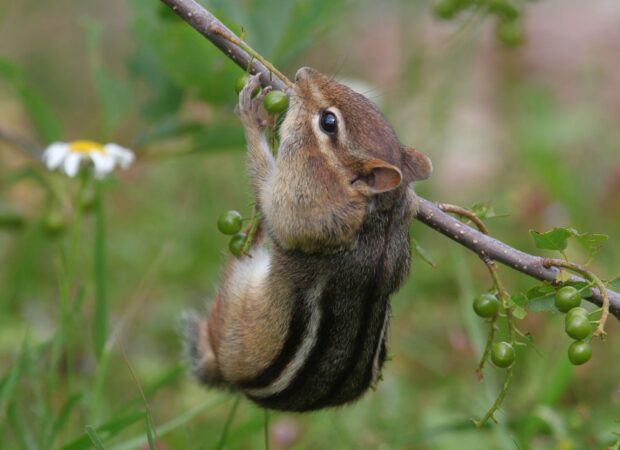 A chipmunk climbing a branch to eat green berries in natural surroundings