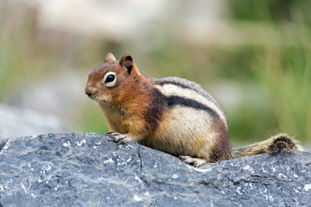 A chipmunk resting on a gray rock in a natural outdoor setting