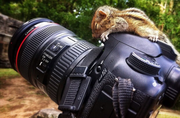 A chipmunk resting peacefully on a Canon camera lens in an outdoor setting