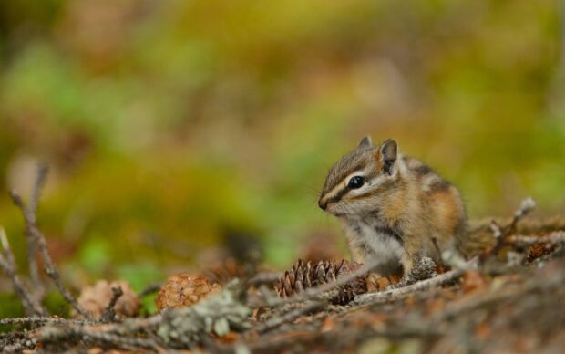 A chipmunk sitting among pine cones and branches in a natural forest setting