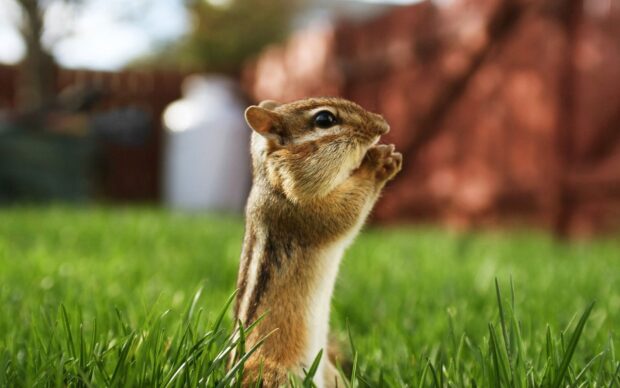 A chipmunk eating food while standing on green grass in a natural setting
