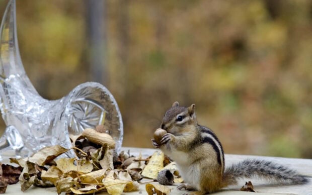 A chipmunk holding a nut sitting among dry leaves on a wooden surface
