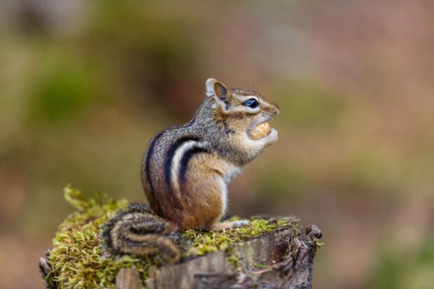 Chipmunk sitting on mossy stump holding a nut in its mouth with focused eyes