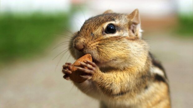 Close up of chipmunk holding a nut with its tiny paws