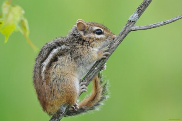 A chipmunk climbing a branch in a natural green environment