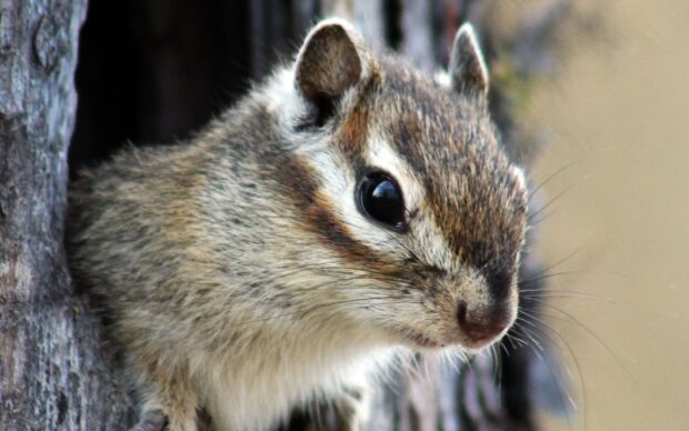 A close up of a chipmunk looking out from a tree trunk with detailed fur and bright eyes
