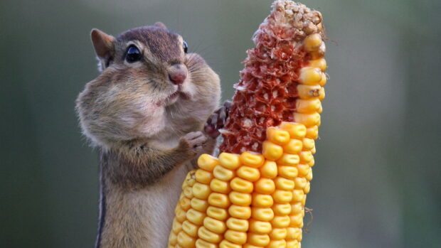 A chipmunk with full cheeks eating corn on the cob in high definition