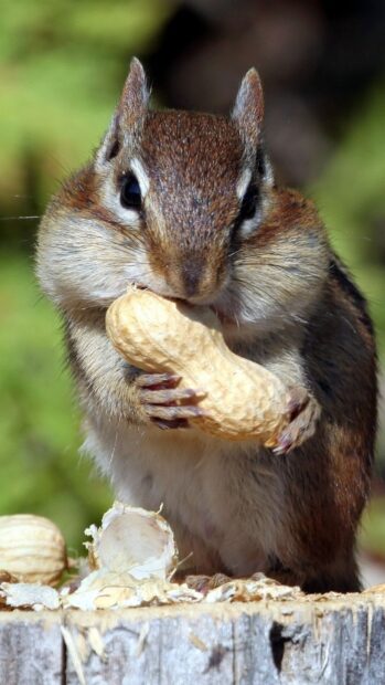 A chipmunk holding a peanut with cheeks full while sitting on a tree stump