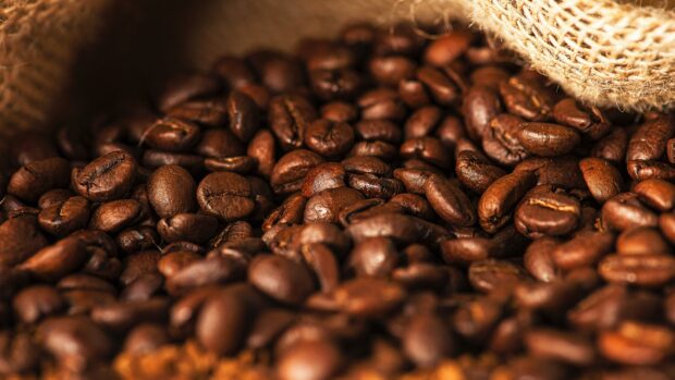 Close up of roasted coffee beans spilling from a burlap sack with coffee powder in the background