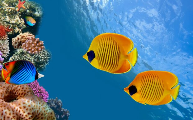 Vibrant coral reef with colorful tropical fish swimming in clear blue water