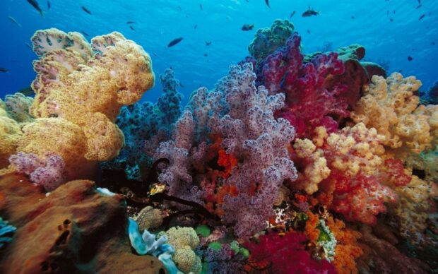 Colorful coral reef thriving underwater with diverse marine life and vibrant sea fans
