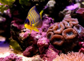 A colorful coral reef fish swimming near vibrant coral formations in an underwater scene
