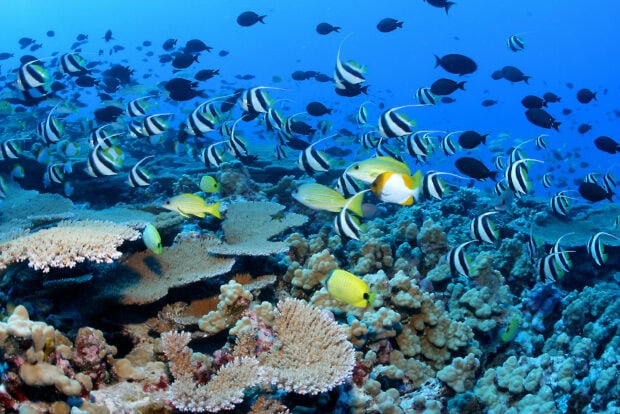 Colorful coral reef with various fish swimming in clear blue ocean water