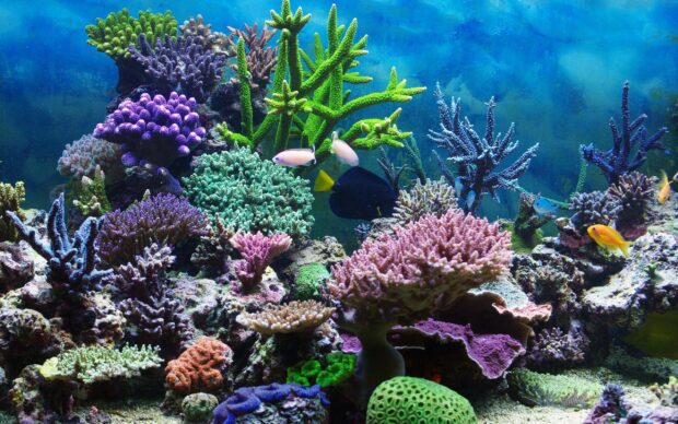 Colorful coral reef with various marine life and vibrant coral structures underwater