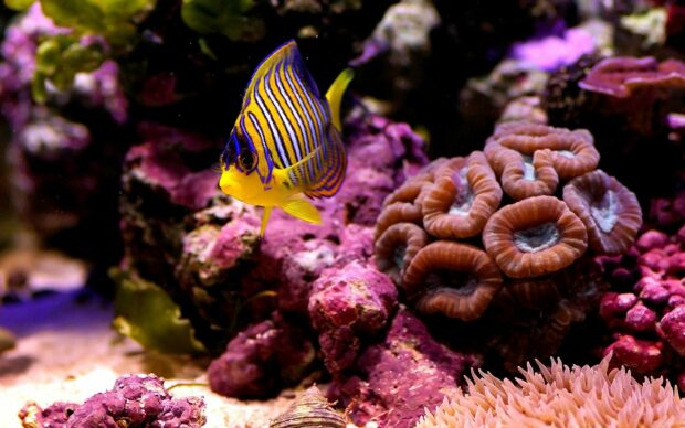 A colorful coral reef fish swimming near vibrant coral formations in an underwater scene