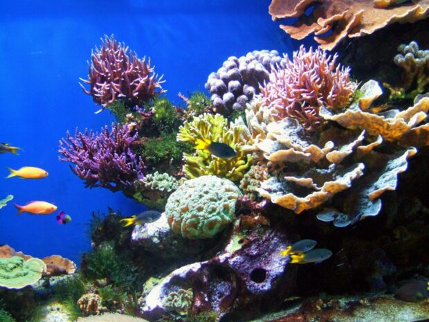 Vibrant coral reef showcasing diverse marine life and colorful coral formations in clear blue water