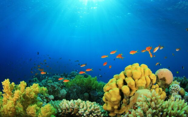 Vibrant coral reef with colorful fish swimming under the sunlight in clear blue water