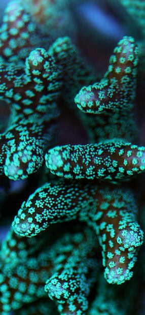 Close up of coral reef showing textured patterns in vibrant green and blue colors