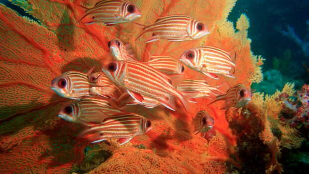 A school of striped fish swimming near vibrant coral reef in clear water
