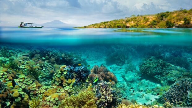 Vibrant coral reef with tropical fish under clear water near a boat and island in the distance