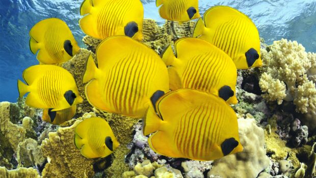 A school of yellow butterflyfish swimming near a coral reef in clear blue water